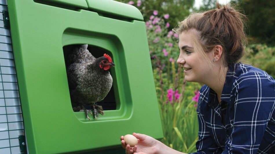 A girl taking a freshly laid egg from the Omlet Eglu Cube