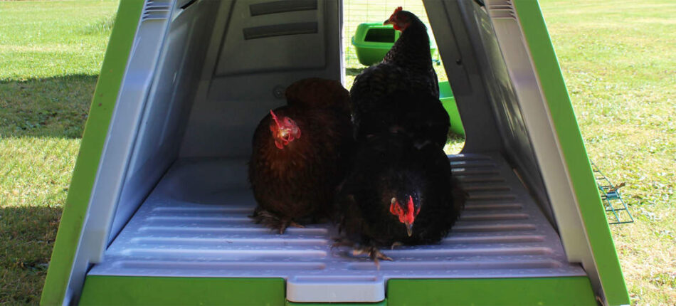 Bantams roosting in the Eglu Go chicken coop