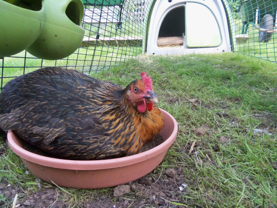 Hen having a dust bath with Omlet Eglu Classic chicken coop behind