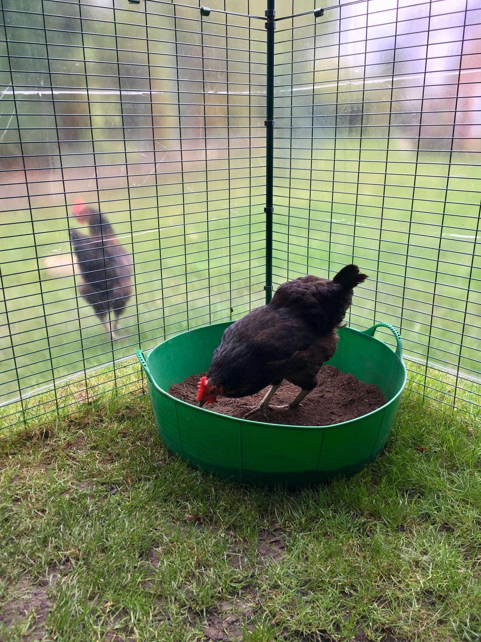 How to make a dust bath for your chickens Omlet Blog US