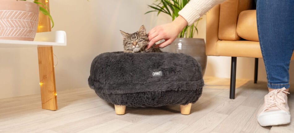 Owner stroking her cat on the Omlet Maya Donut cat bed