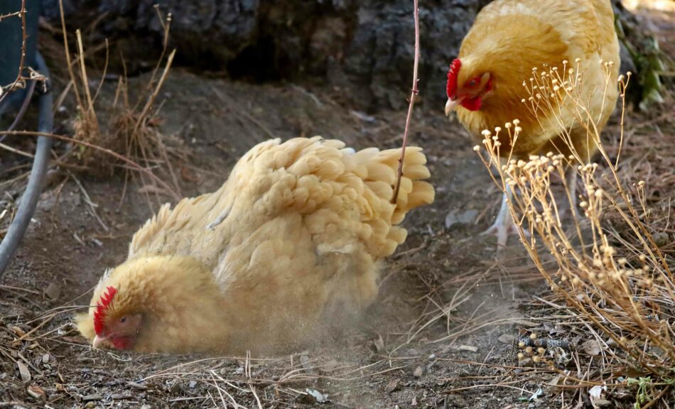 Two hens outside having a dust bath