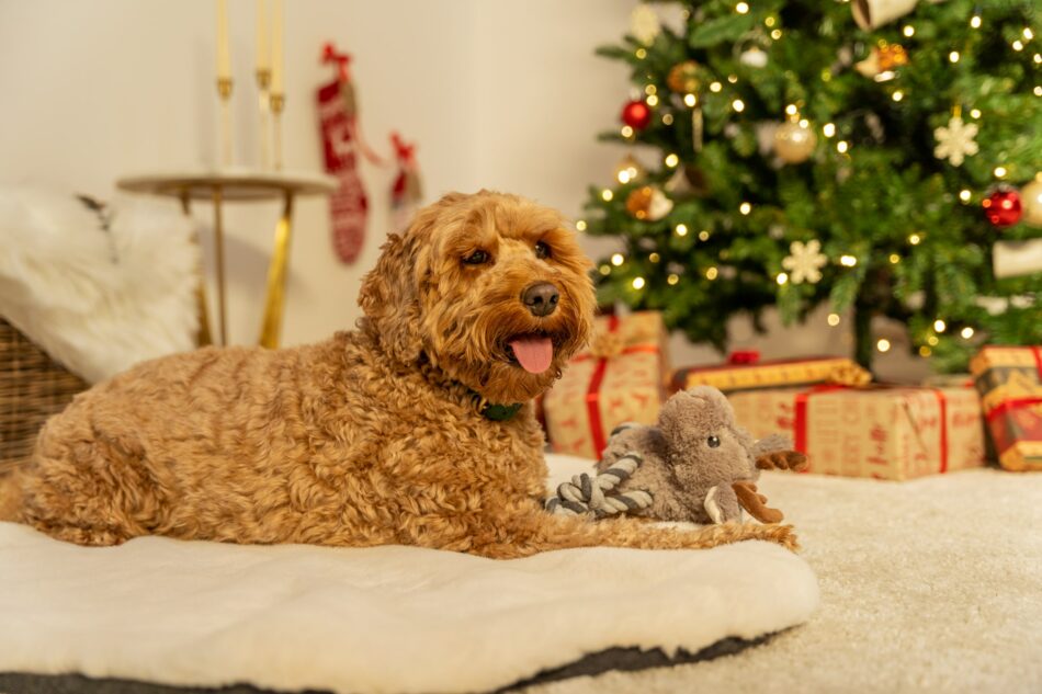 Cockapoo by a Christmas tree, sat on the Omlet Luxury Faux Sheepskin Dog Blanket