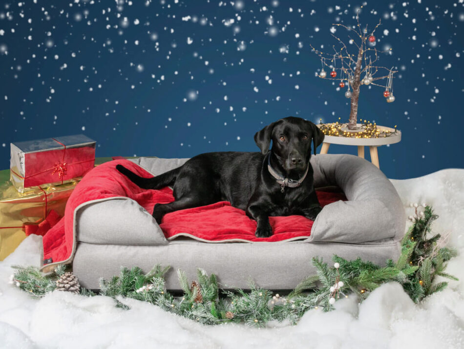zwarte labrador op grijze hondenmand en kerstdecoratie