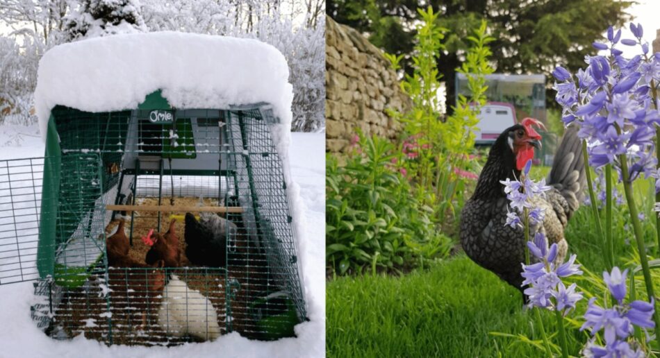 Chickens in the Eglu coop  in the snow and a chicken in the garden free-ranging by a flower
