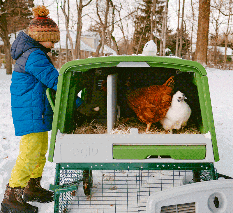 Boy in the snow with Omlet Eglu Cube Chicken Coop demonstrating insulation