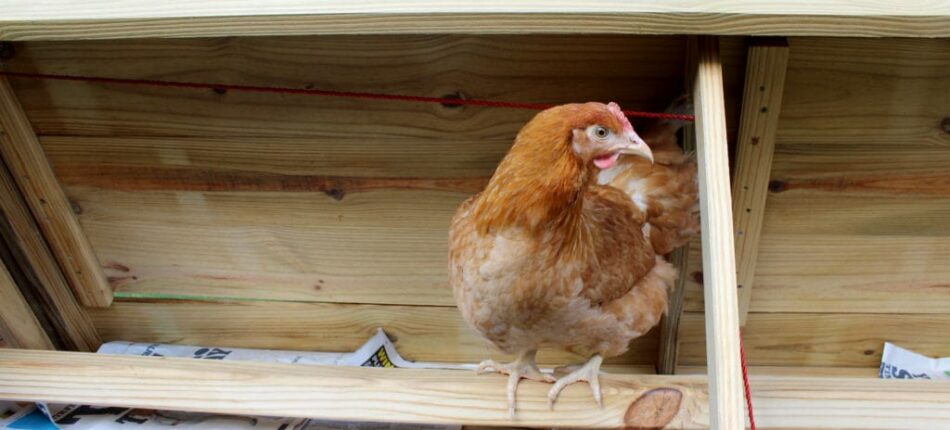 Chicken perched in a wooden chicken coop