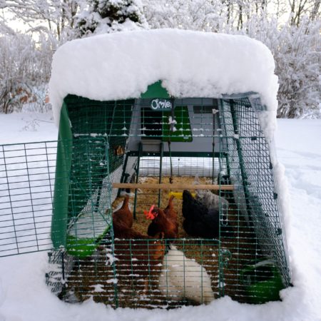 How to Raise Chickens in Winter — K&H Pet Products