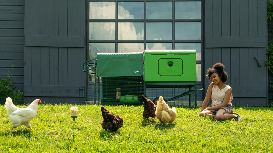 Happy, healthy hens with their Omlet Eglu Cube Chicken Coop