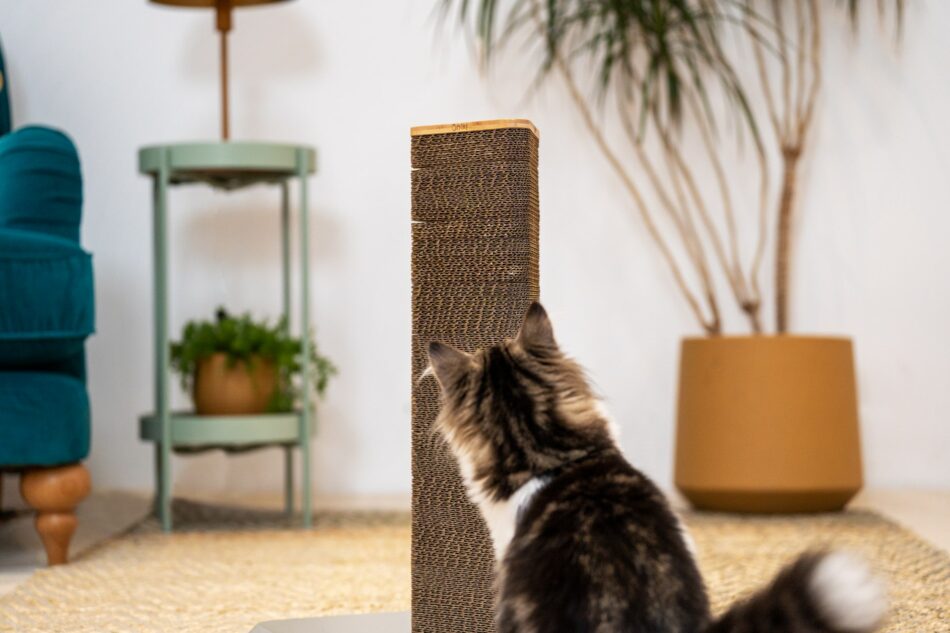 Cat in living room using Omlet's Stak cat scratcher