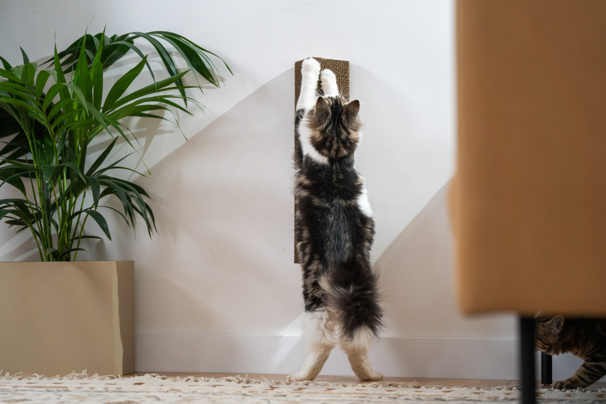 Why do cats need scratching posts? Omlet Blog US