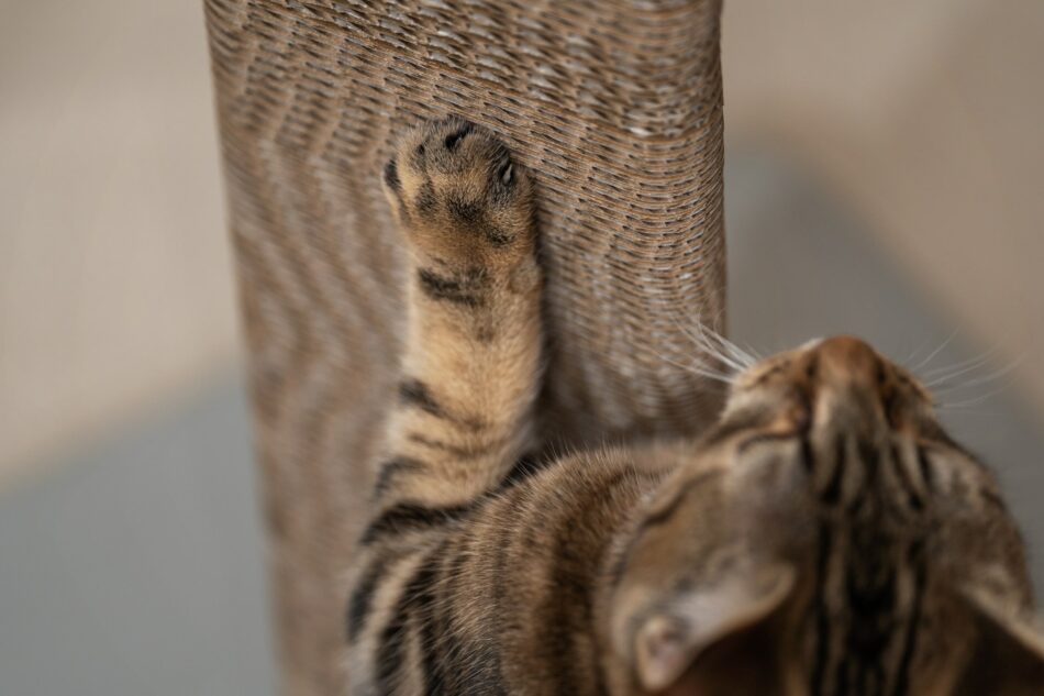 Cat's paw clawing the Stak Cat Scratcher