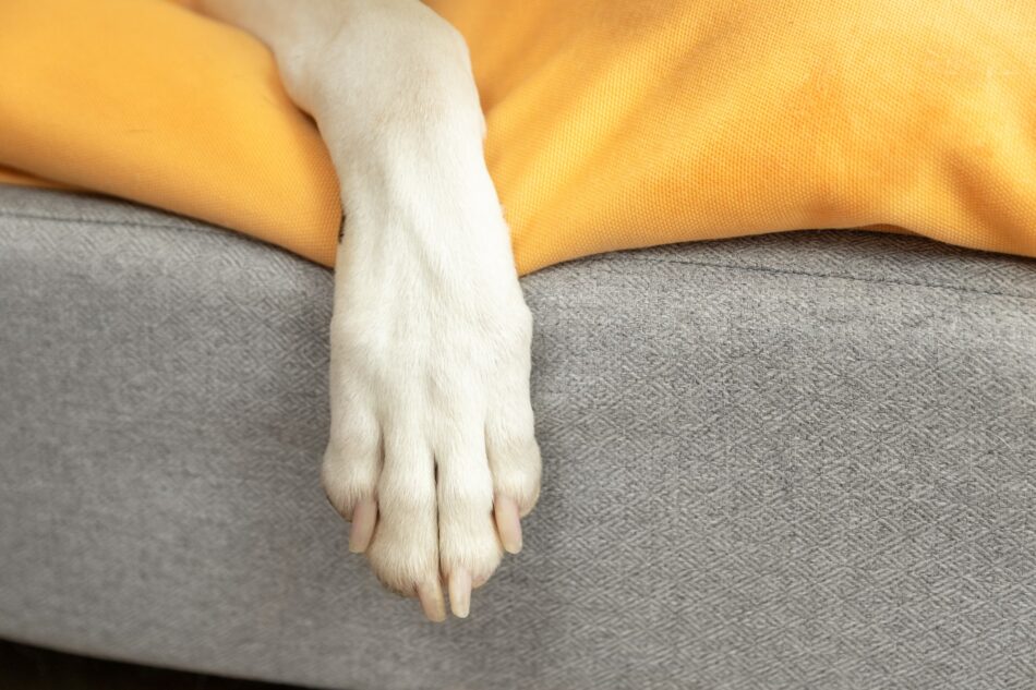Close up dog's paws on the Topology Dog Bed