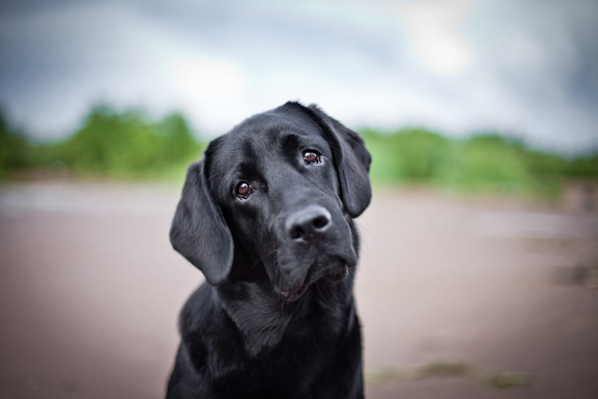 sad animals pictures