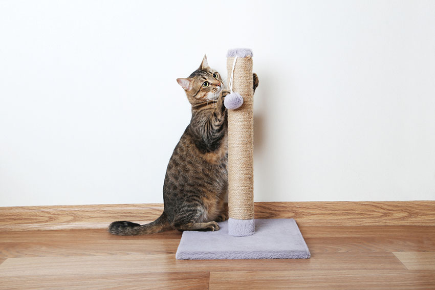 Why Do Cats Need a Scratching Post? Omlet Blog US