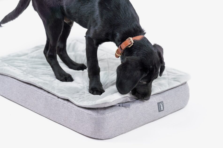 Black Labrador puppy stood on Omlet Topology Dog Bed with Quilted Topper