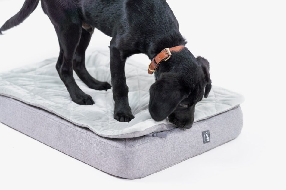 Zwarte labrador puppy staand op Omlet Topology hondenmand met quilted topper