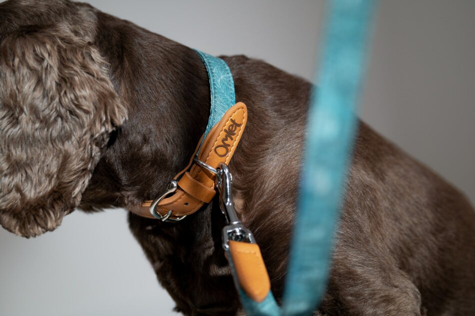 Dog wearing Omlet Dog Walk Collection collar and lead in Nature Trail Teal