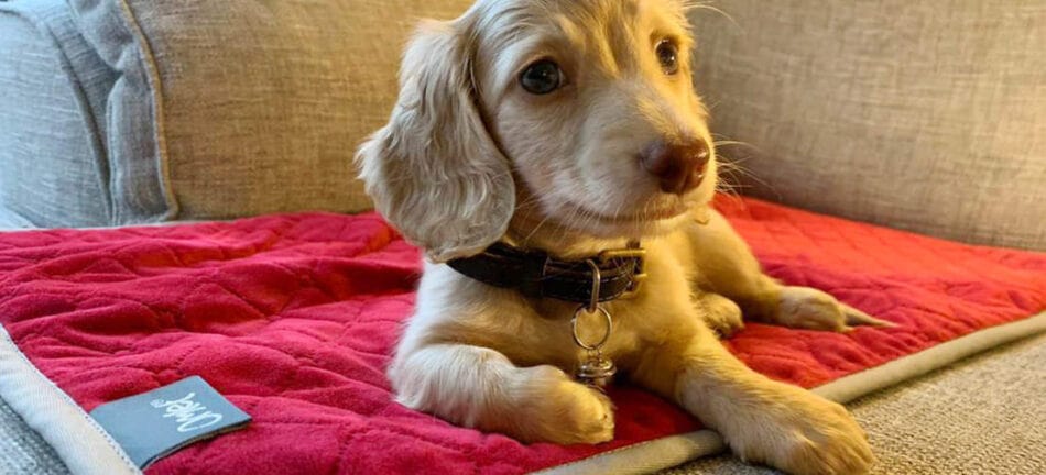 Spaniel puppy op superzacht Omlet hondendeken - kerstster rood en crème