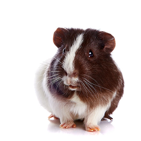 What's The Difference Between a Hamster and a Guinea Pig? - Omlet Blog US