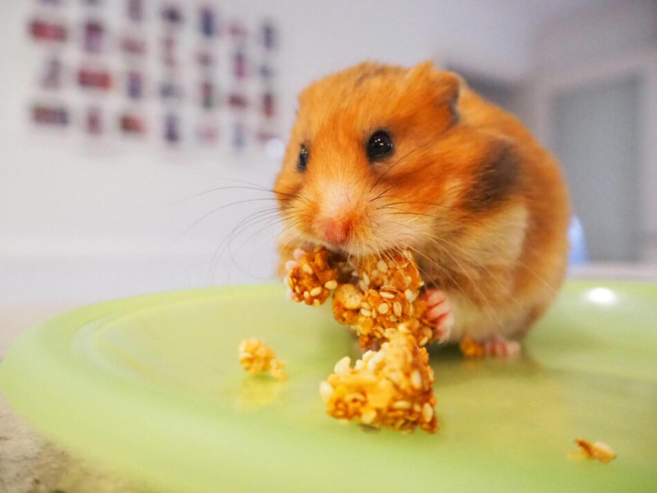 Hamster eating homemade treat