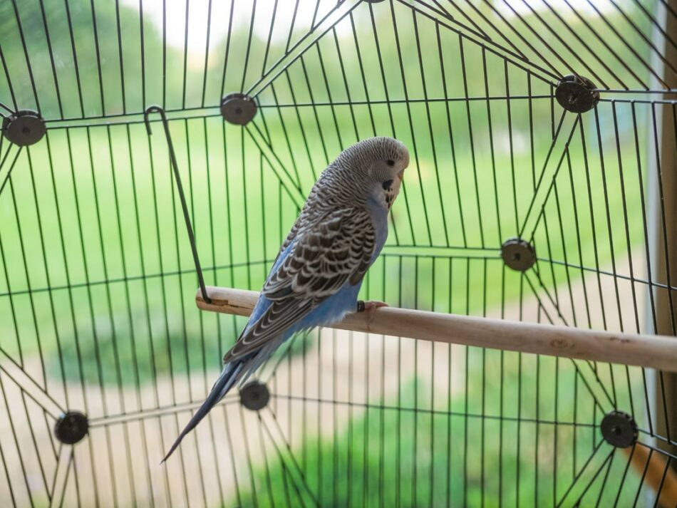 Budgie in Omlet Geo Bird Cage next to window