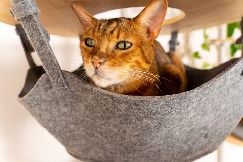 Close up van een kat in de hangmat van een Omlet Freestyle klimboom voor katten