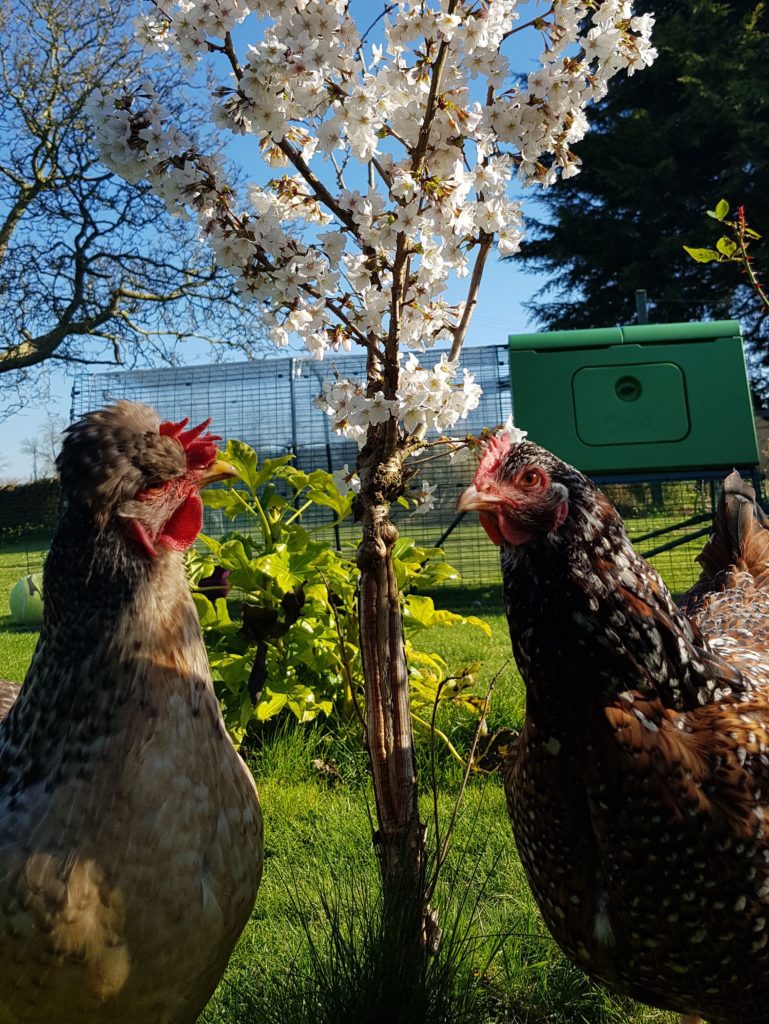Two chickens stood next to a tree in front of their Eglu coop