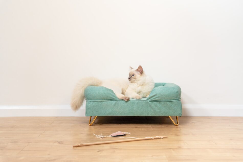 Ragdoll cat with bushy tail lying on Omlet Memory Foam Bolster Cat Bed