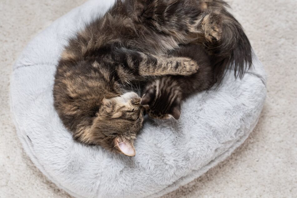 Twee katten liggend op een Omlet Maya Donut kattenmand