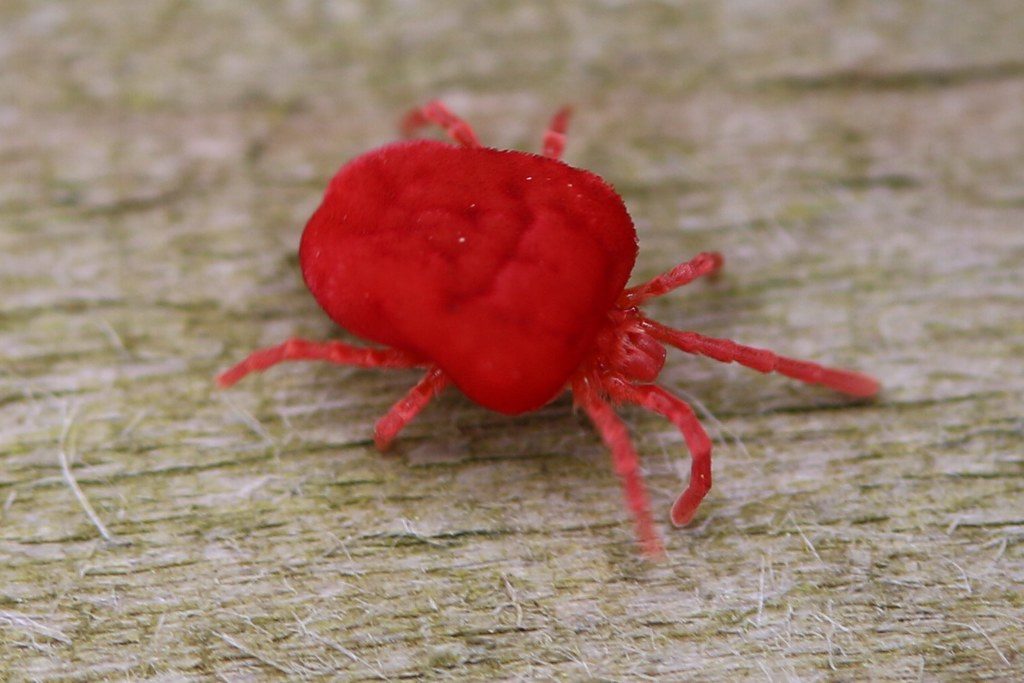 close up image of red mite 