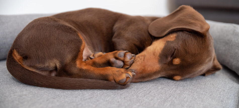 Dog Sleeping On Back