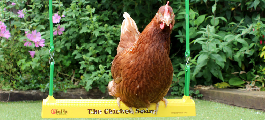 Poule assise sur la balançoire à poules d’Omlet