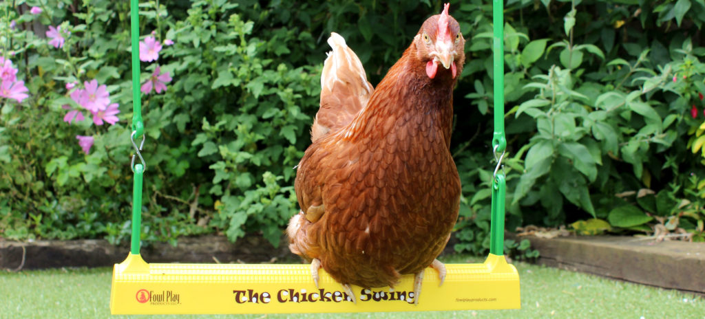 Gingernut ranger sitting on Omlet Chicken swing in yard