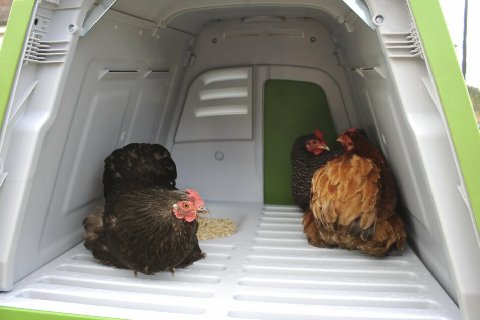 Hennen hebben zich samen genesteld in de nestkast van Omlets Eglu Go Up kippenhok.