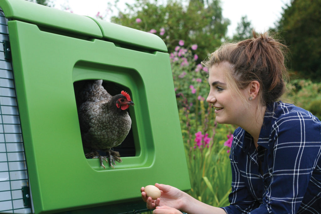 Chicken keeper taking an egg from her chicken in the Omlet Eglu Cube Chicken Coop