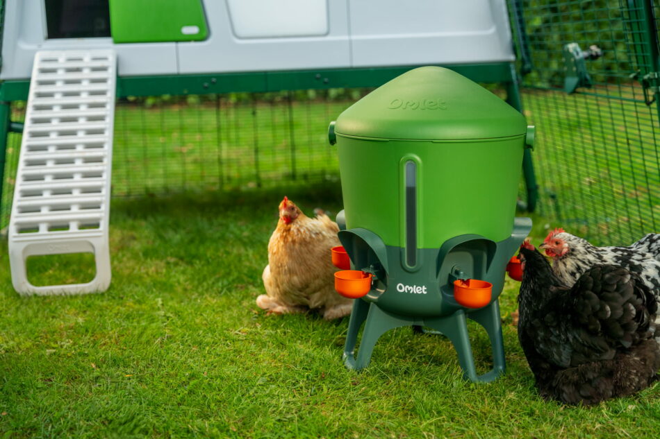 chickens drinking from omlet waterer in front of eglu pro