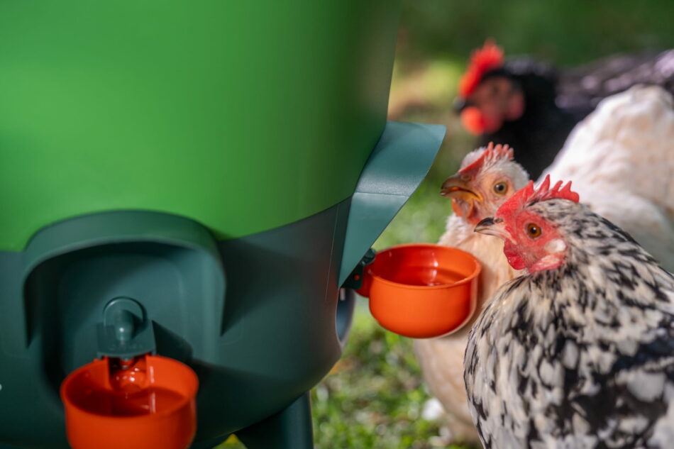 chickens drinking from omlet waterer with cup attachments