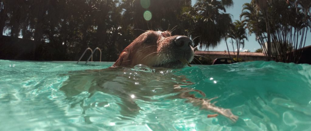 are dogs allowed in public pools