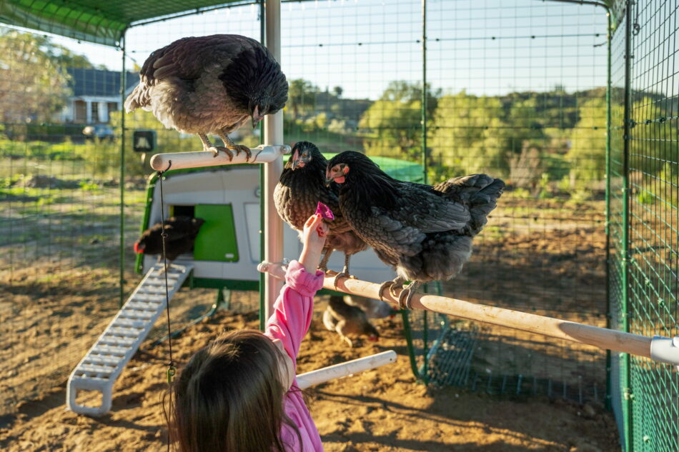 girl reaching up to chickens perching on an omlet poletree in a walk in chicken run