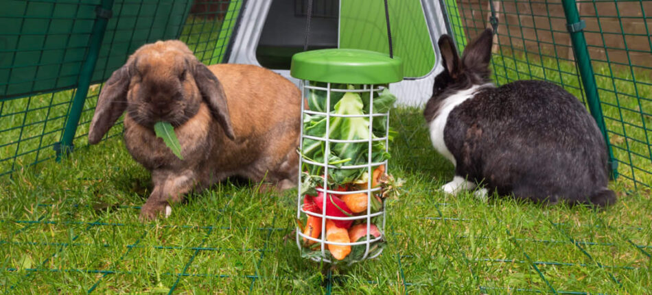 Rabbits hopping around their Omlet Caddi Treat Holder