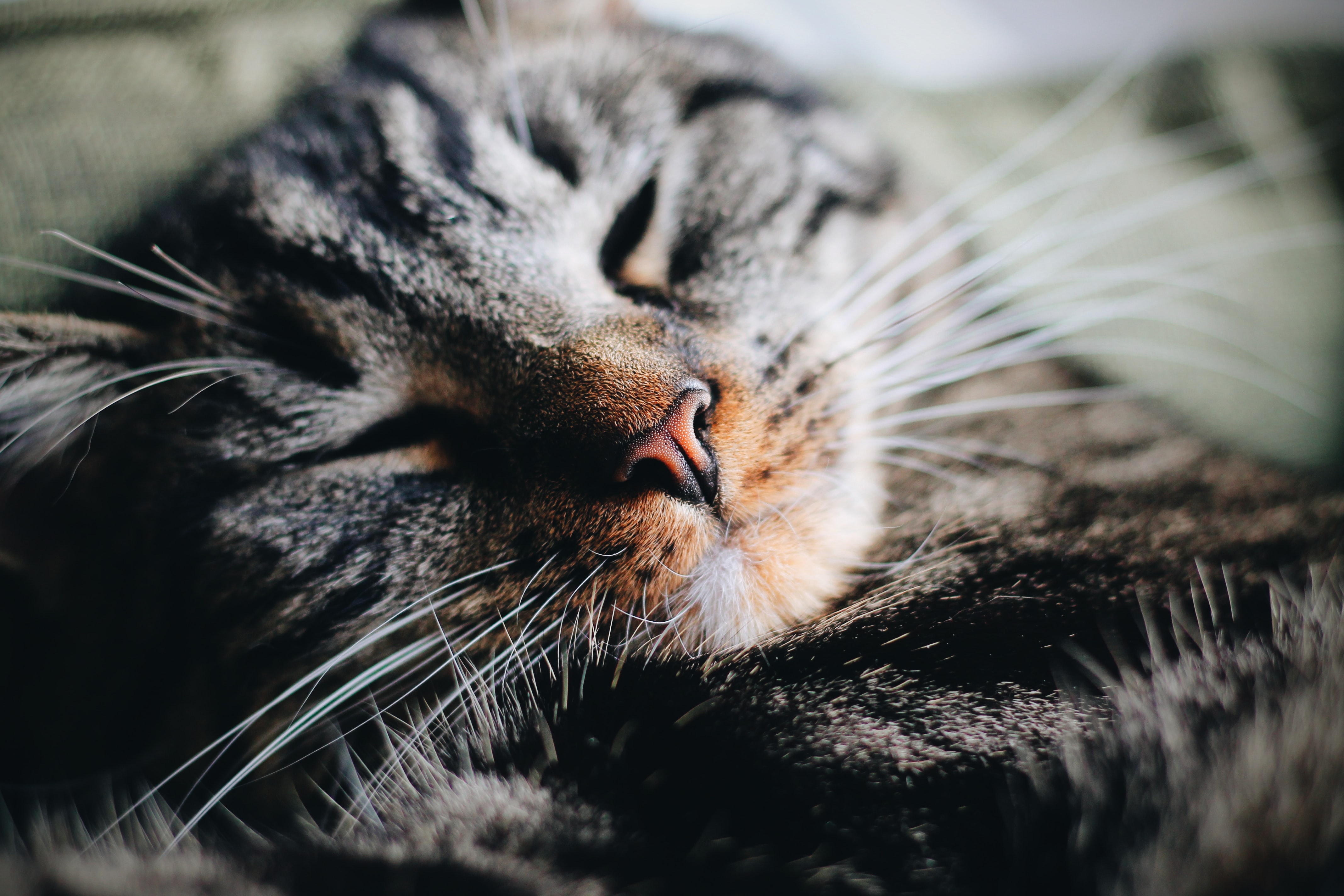What Is FIV and How Does It Affect My Cat? Omlet Blog US
