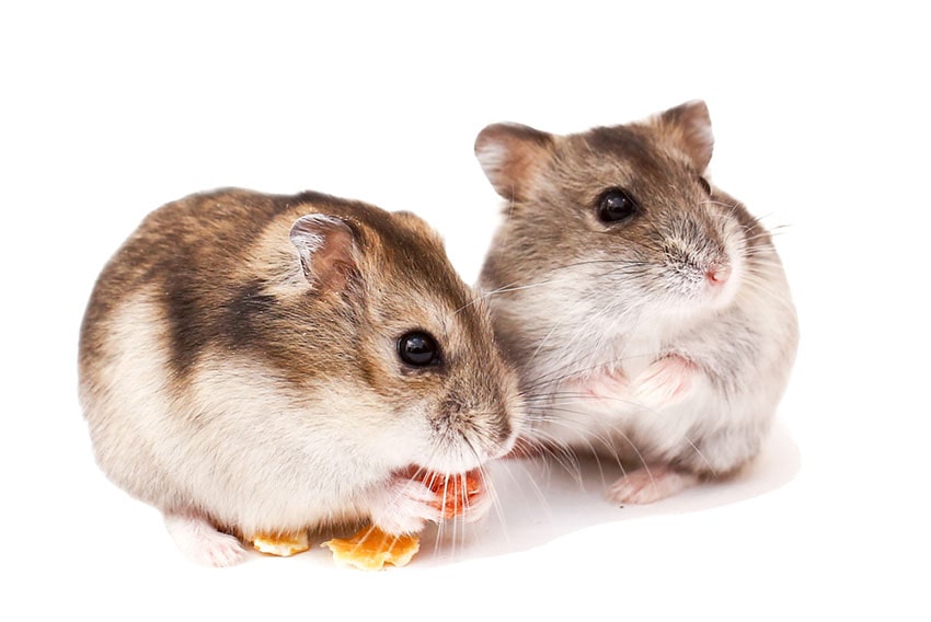 Two dwarf hamster eating a snack