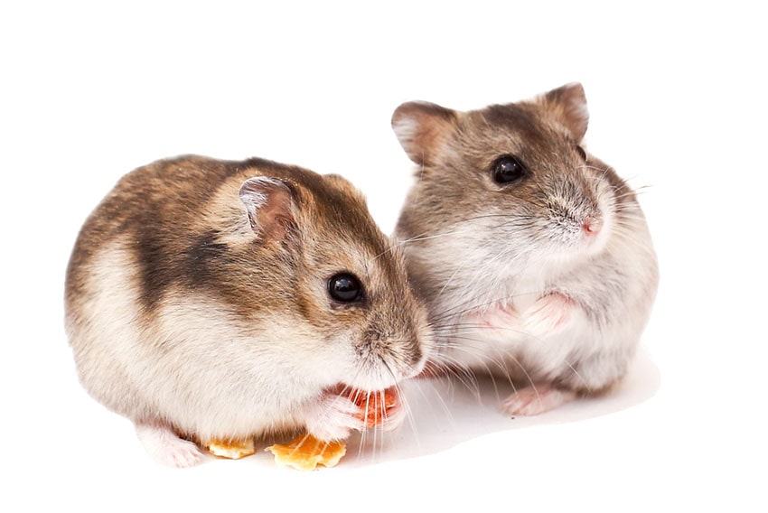 Russian Dwarf Hamsters Make Great Pets - Earth's Friends