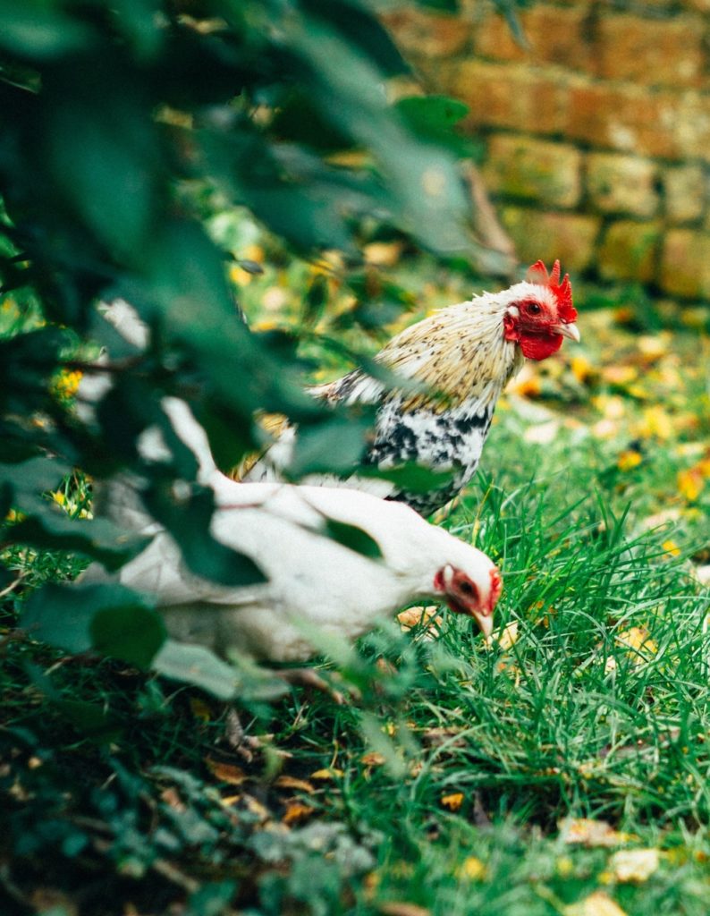 Chickens pecking at grass