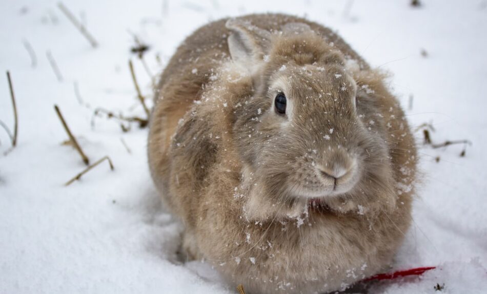 A fluffy brown rabbit in the snow