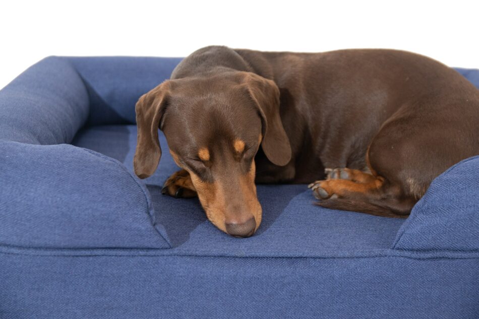 Brun gravhund sover på en blå Omlet hundeseng med støttekant