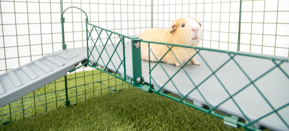 Guinea pig exercising and exploring on the Zippi Guinea Pig Run Platforms