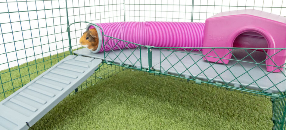 Guinea pig moving through the Omlet Guinea Pig Play Tunnel with Zippi Guinea Pig Zippi Shelter