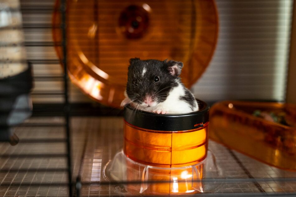 Hamster filled shop tube with bedding